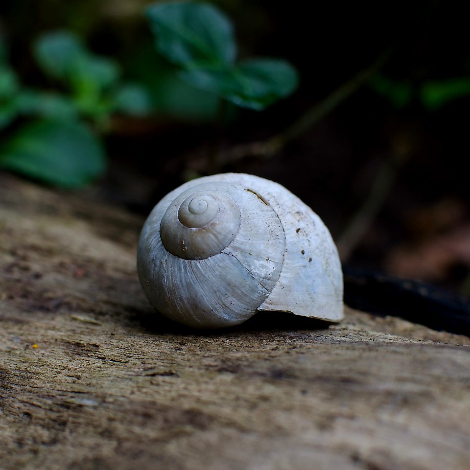 Schnecke (181755089)