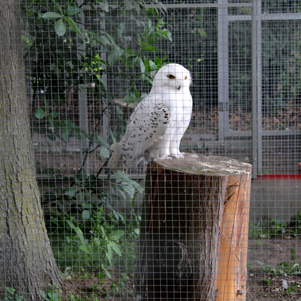 Schneeeule Losbergpark Stadtlohn