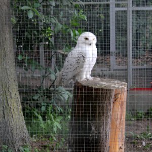 Schneeeule Losbergpark Stadtlohn