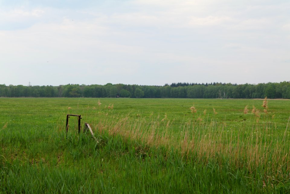Schleuensches Luch 2020-05-10 17