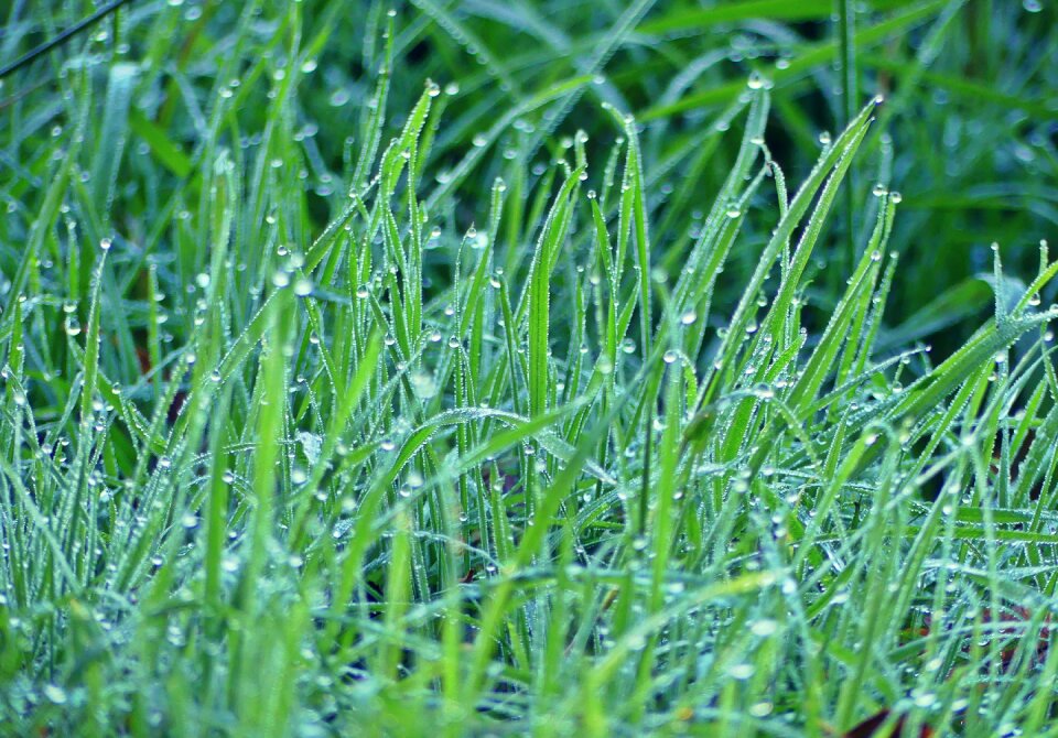 Nature plant blade of grass photo