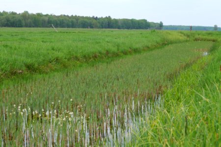 Schleuensches Luch 2020-05-10 36