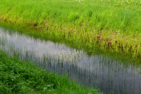 Schleuensches Luch 2020-05-10 11