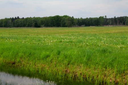 Schleuensches Luch 2020-05-10 14