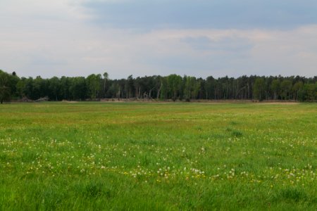 Schleuensches Luch 2020-05-10 16