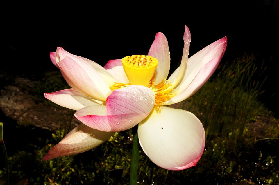 Chiaroscuro aquatic flower zen