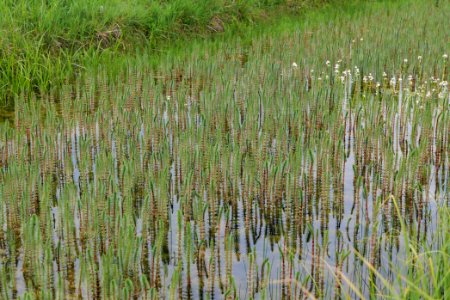 Schleuensches Luch 2020-05-10 37