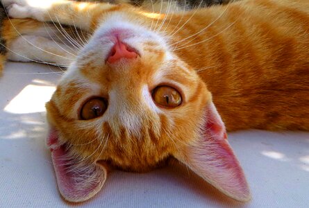Mieze kitten cat's eyes photo