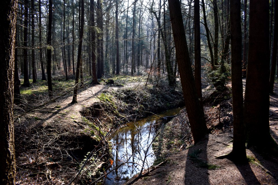Schloß Holte - NSG Holter Wald - 04