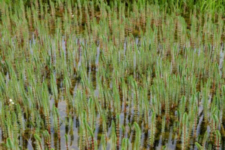 Schleuensches Luch 2020-05-10 31