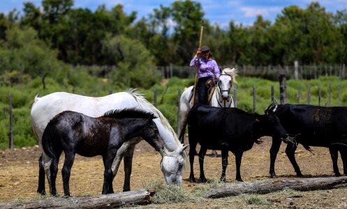 Manade equine stallion