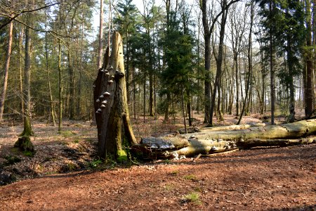 Schloß Holte - NSG Holter Wald - 02