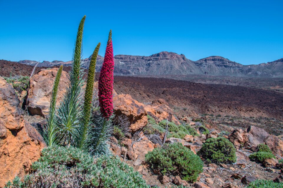 Crater plant tajinaste
