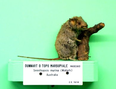 Sminthopsis murina - Museo Civico di Storia Naturale Giacomo Doria - Genoa, Italy - DSC02980