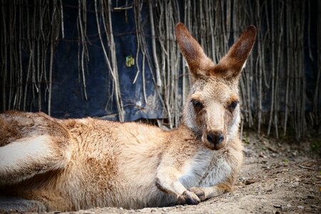 Outdoor tourism animal