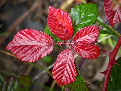 Moisture blackberry autumn