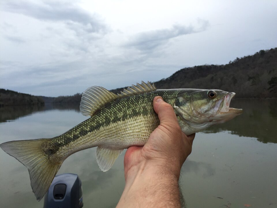 Fish river warrior river
