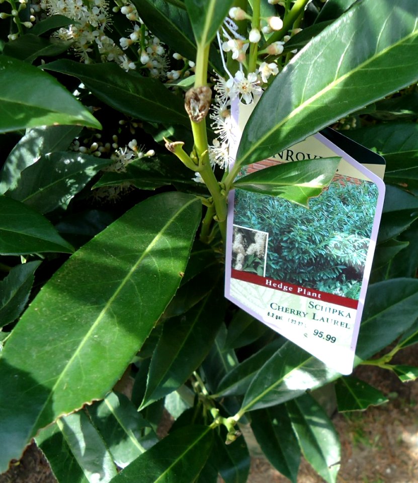Schipka Cherry Laurel II plants growing in NJ in April