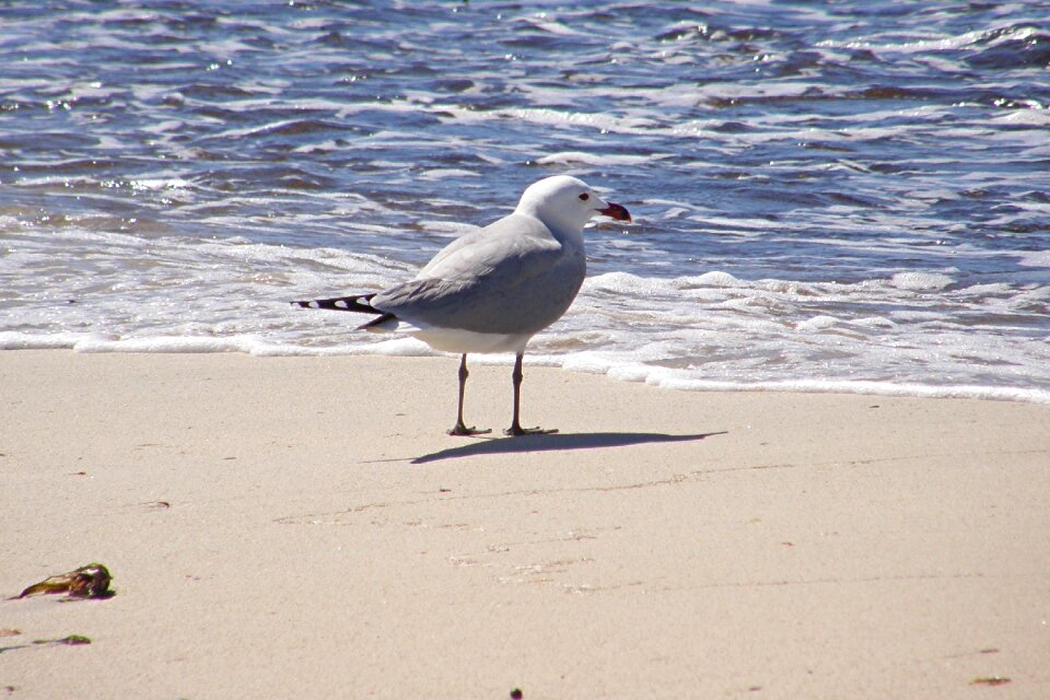 Water bird beach north sea