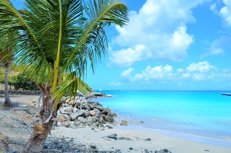 Coconut sun caribbean sea photo