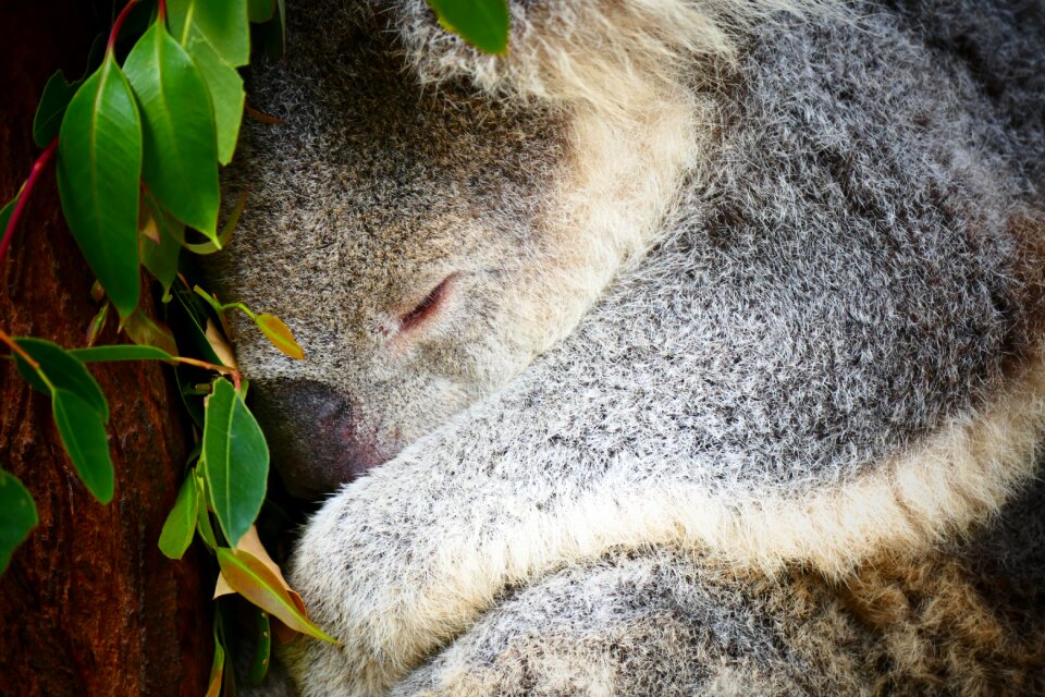 Animal tree wildlife