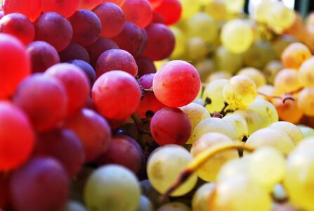 Food fruit grapes photo