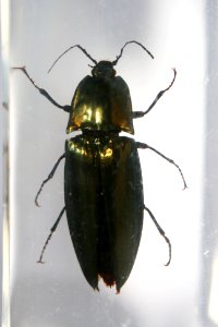 Smaragd-schnellkäfer