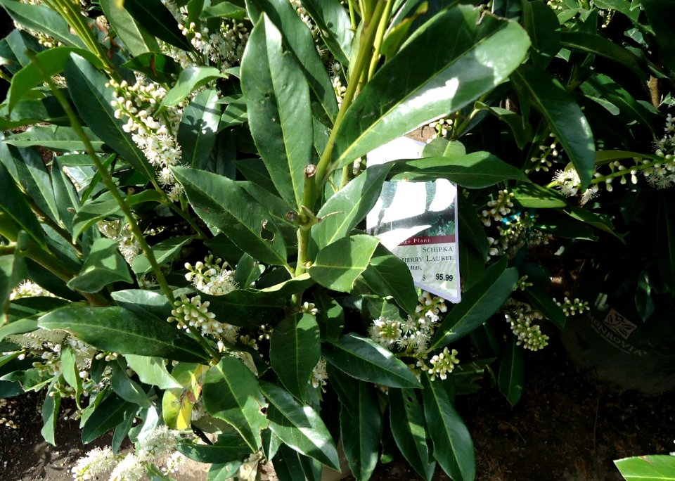 Schipka Cherry Laurel plants growing in NJ in April