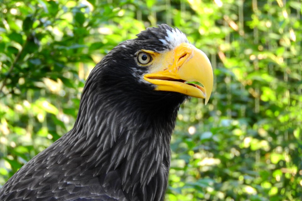 Head zobík bird of prey