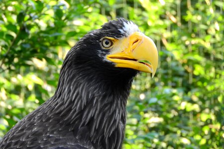 Head zobík bird of prey