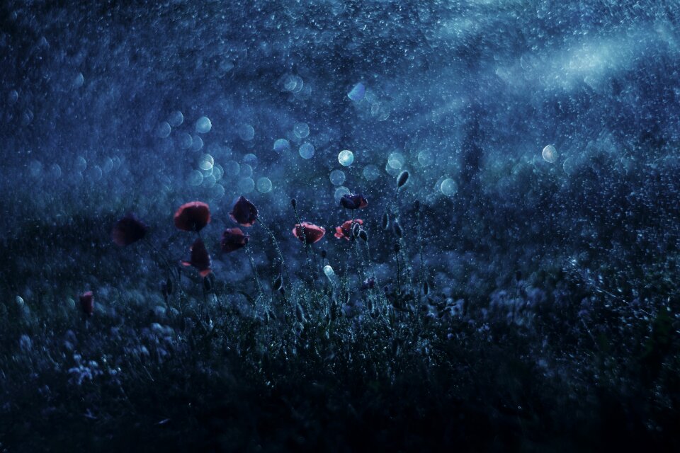 Reflected rays wild flowers poppies