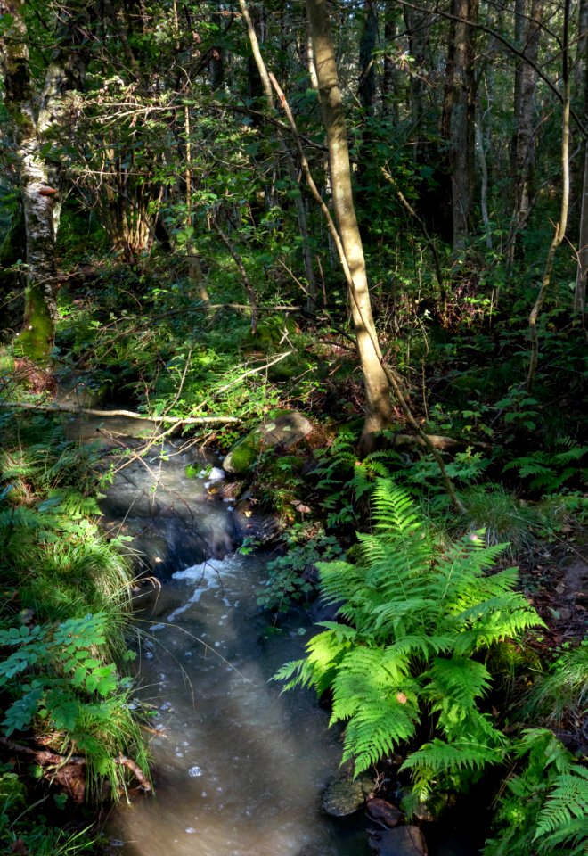 Small stream crossing west Myrstigen track 2