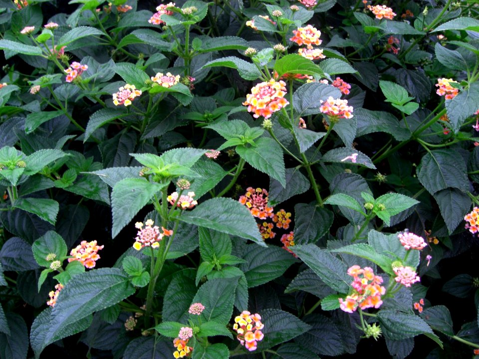 Small pink flowers Da Lat