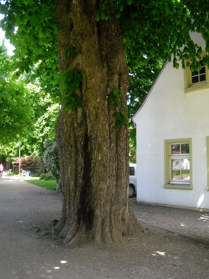 Schloss Neuhaus - Kastanie - Stamm