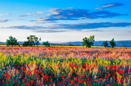 Wild flowers field of poppies landscape photo