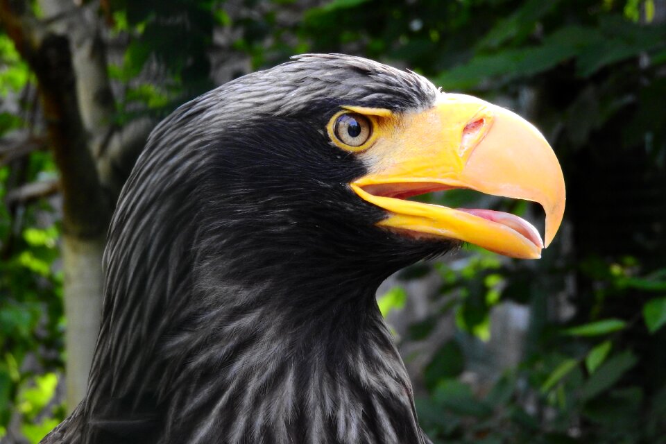 Head zobík bird of prey
