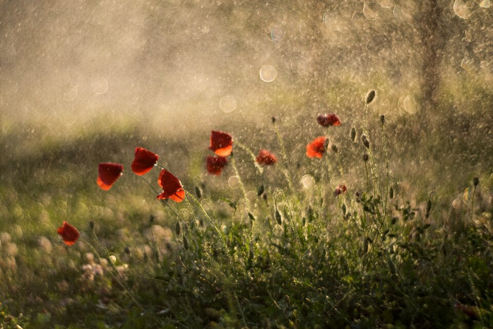 Meadow red weed grass