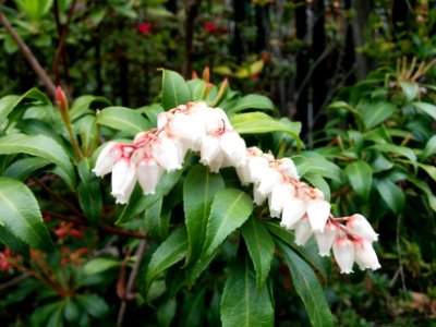 Small white bell-like flowers in Azabu photo