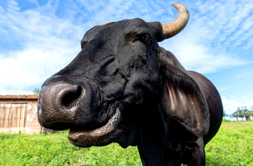 Smiling cow in the Brazilian Northeast