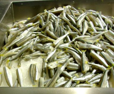 Smelt at Asian supermarket in New Jersey