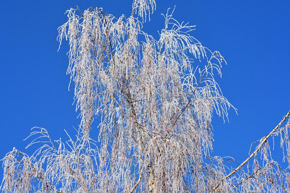 Frost hoarfrost nature