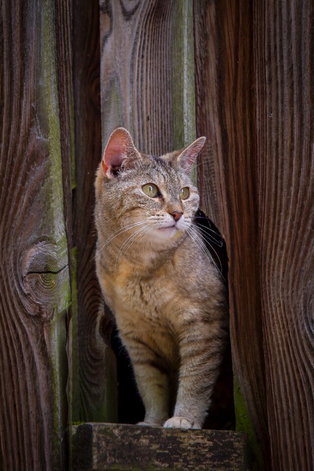 Kitten domestic cat mieze