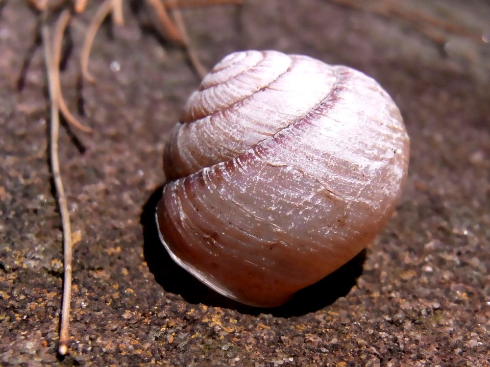 Snail shell Resolute Track Casuarina forest, around 25 mm long1