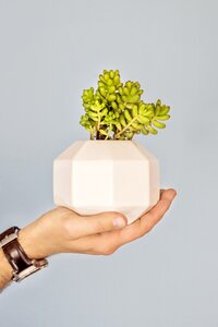 Plant suculent decoration