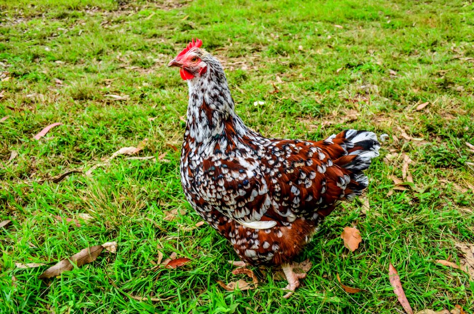 Farm bird poultry