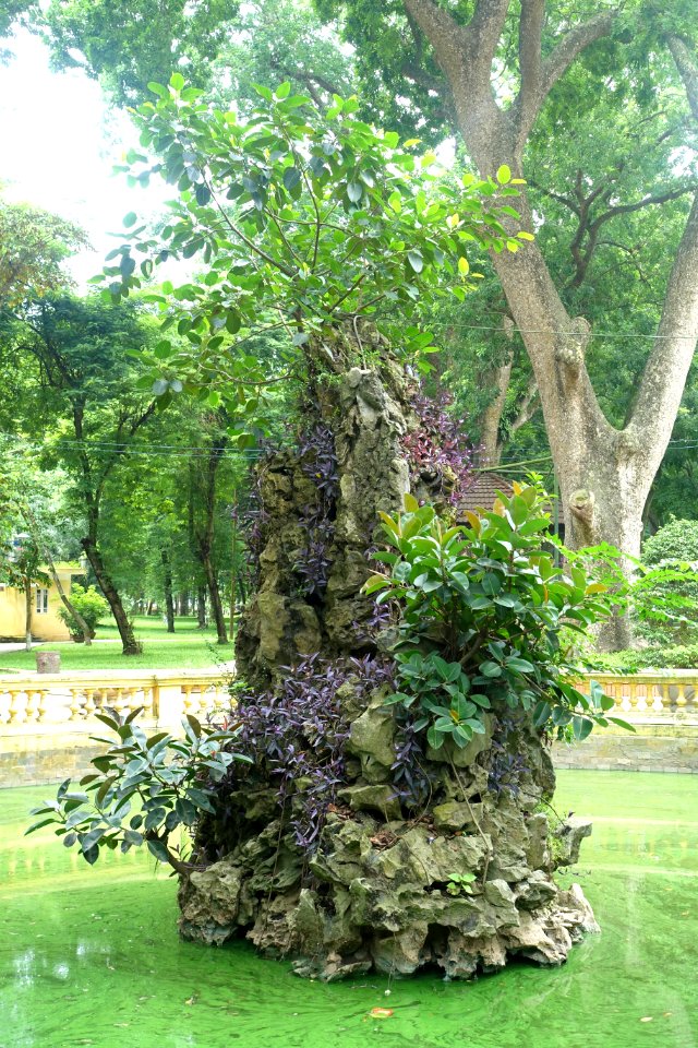 Small pond - Hanoi Botanical Garden - Hanoi, Vietnam - DSC03608