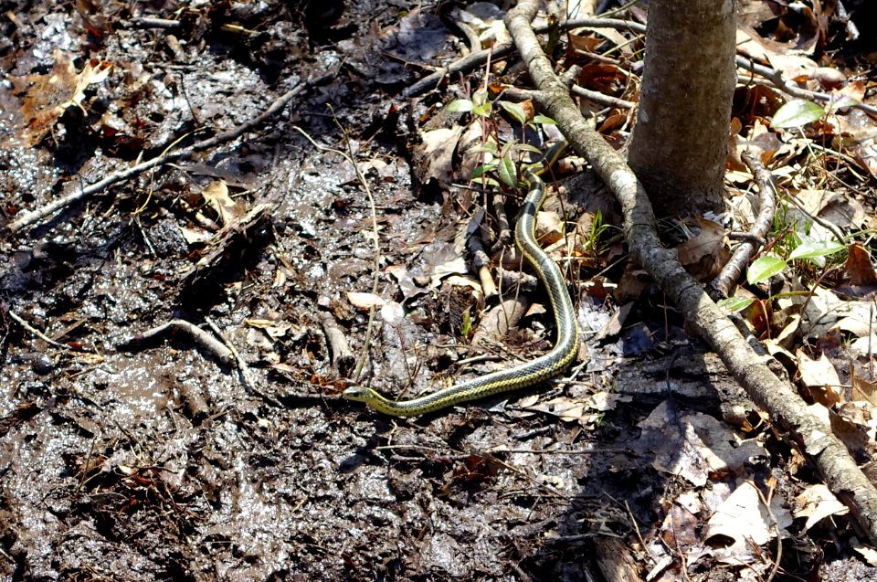 Snake - Whipple Hill - Lexington, MA - DSC00338