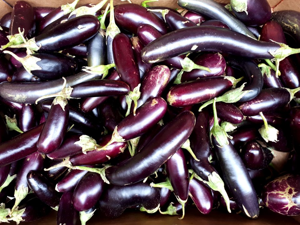 Small Orient Express eggplants 2017 A