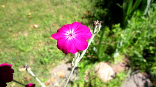 Small Pink Flower