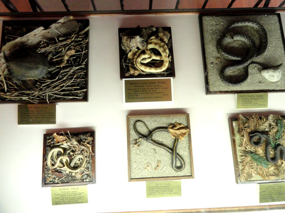 Snakes - Pacific Grove Museum of Natural History - DSC06631